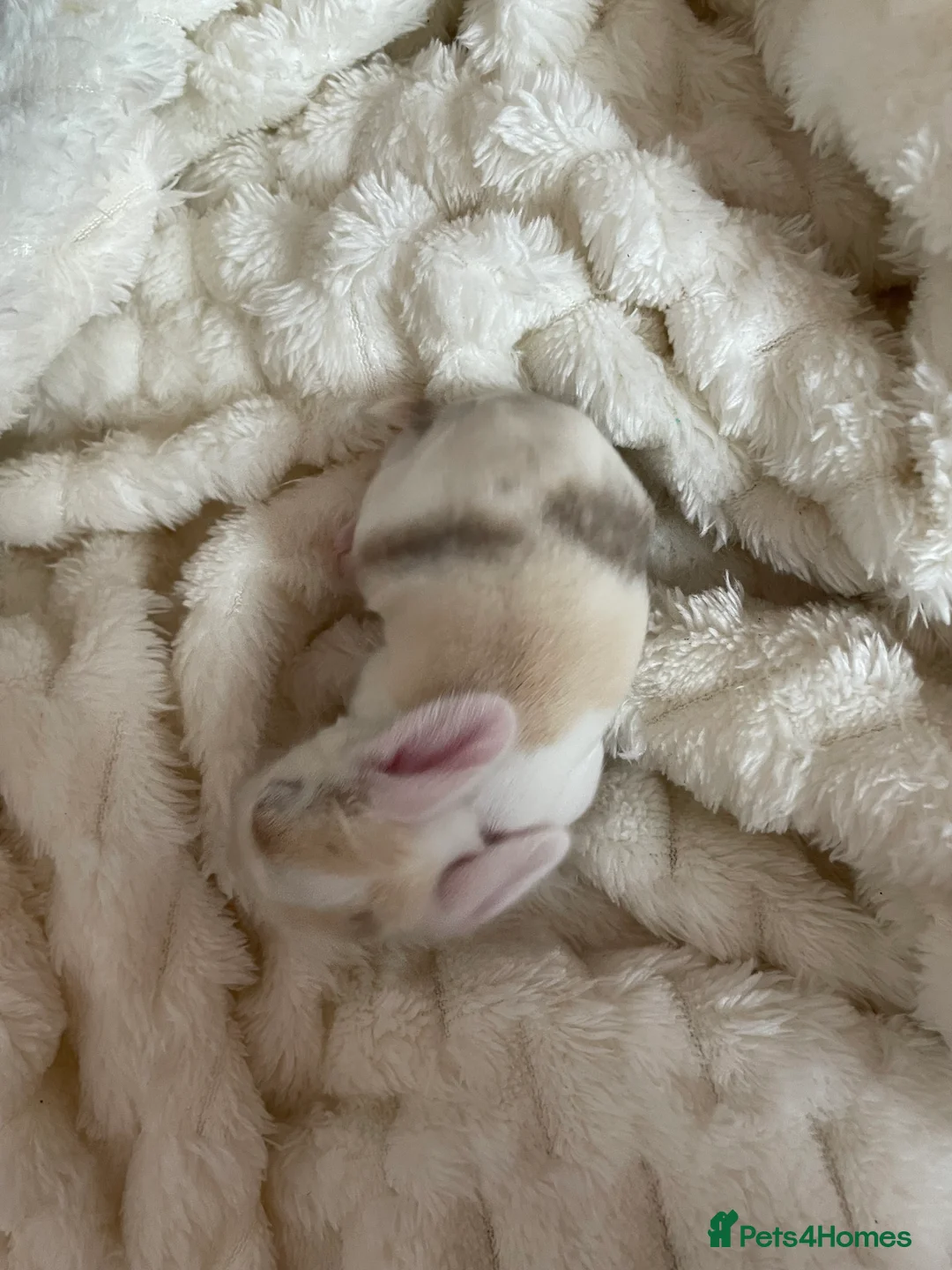 Mini Lop rabbits for sale: Mini Lop kits - Advert 5