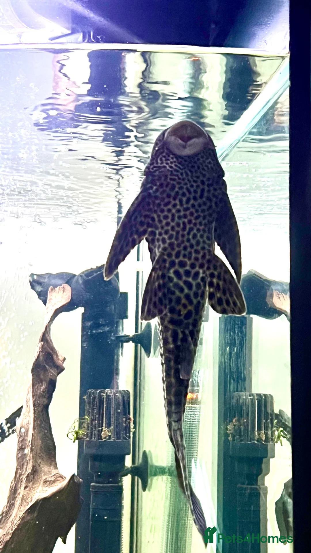 Plecos fish for sale: 9in Common Pleco in Liverpool - Advert 1