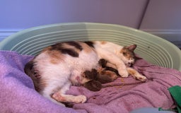 British Shorthair cats for sale: Quality British Shorthair kittens  - Image 16