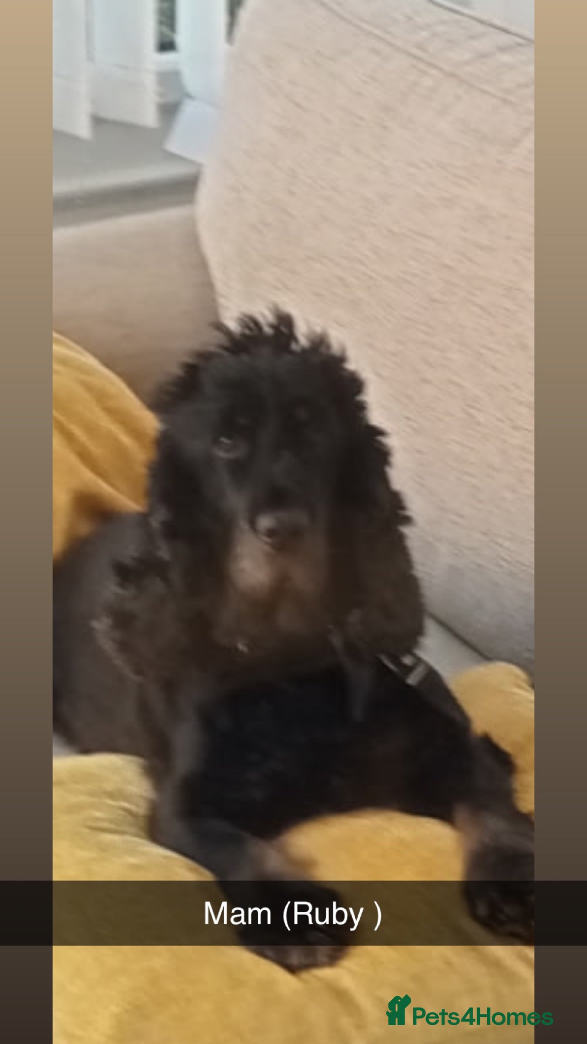 Cocker Spaniel dogs Beautiful KC reg Show cockers  - Advert 1