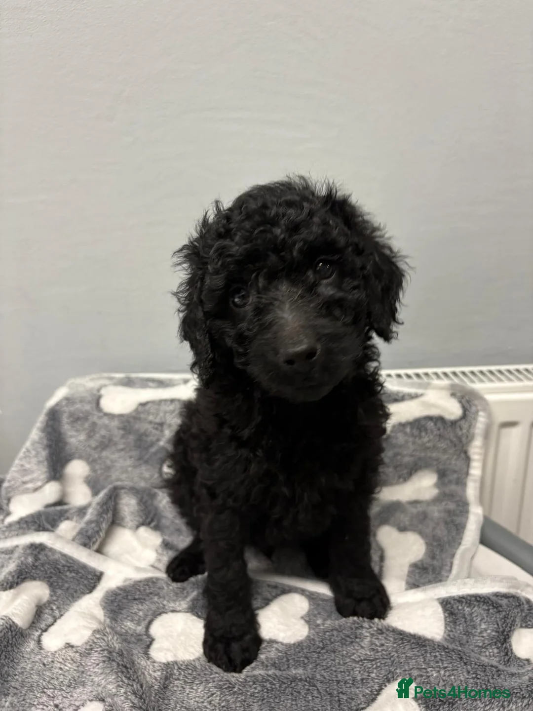 Cockapoo dogs for sale: 6 beautiful Cockapoo puppies  - Advert 7