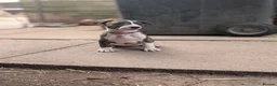 English Bull Terrier dogs for sale: Working and Sporting English Bull Terriers  - Advert 13