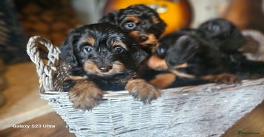 Doxiepoo dogs - Advert 2