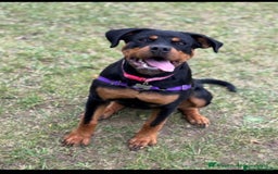 Rottweiler dogs for sale: Remi the Rotty - Advert 4