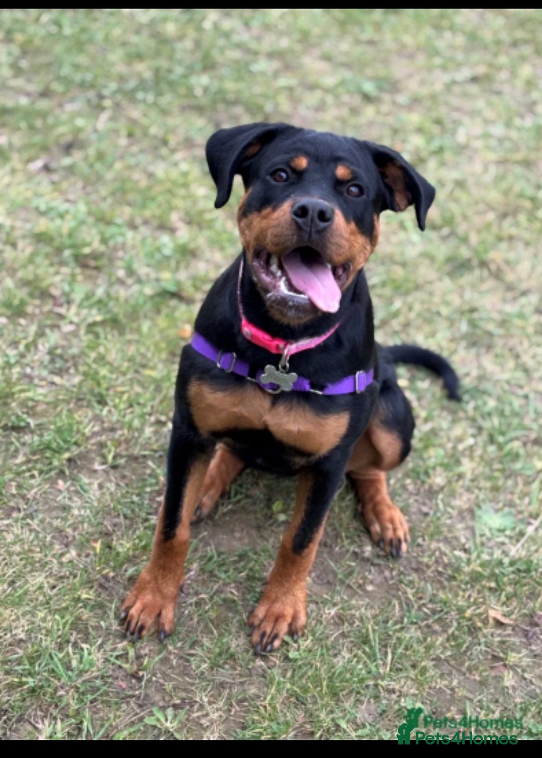 Rottweiler dogs for sale: Remi the Rotty - Advert 4