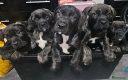 Cane Corso dogs for sale: Cane corsos puppies ready to leave now - Image 1