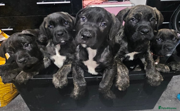 Cane Corso dogs - Advert 1