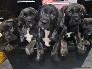 Cane Corso dogs - Advert 18