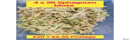 Millipedes invertebrates for sale: Pick & Mix see Photos  - Advert 10