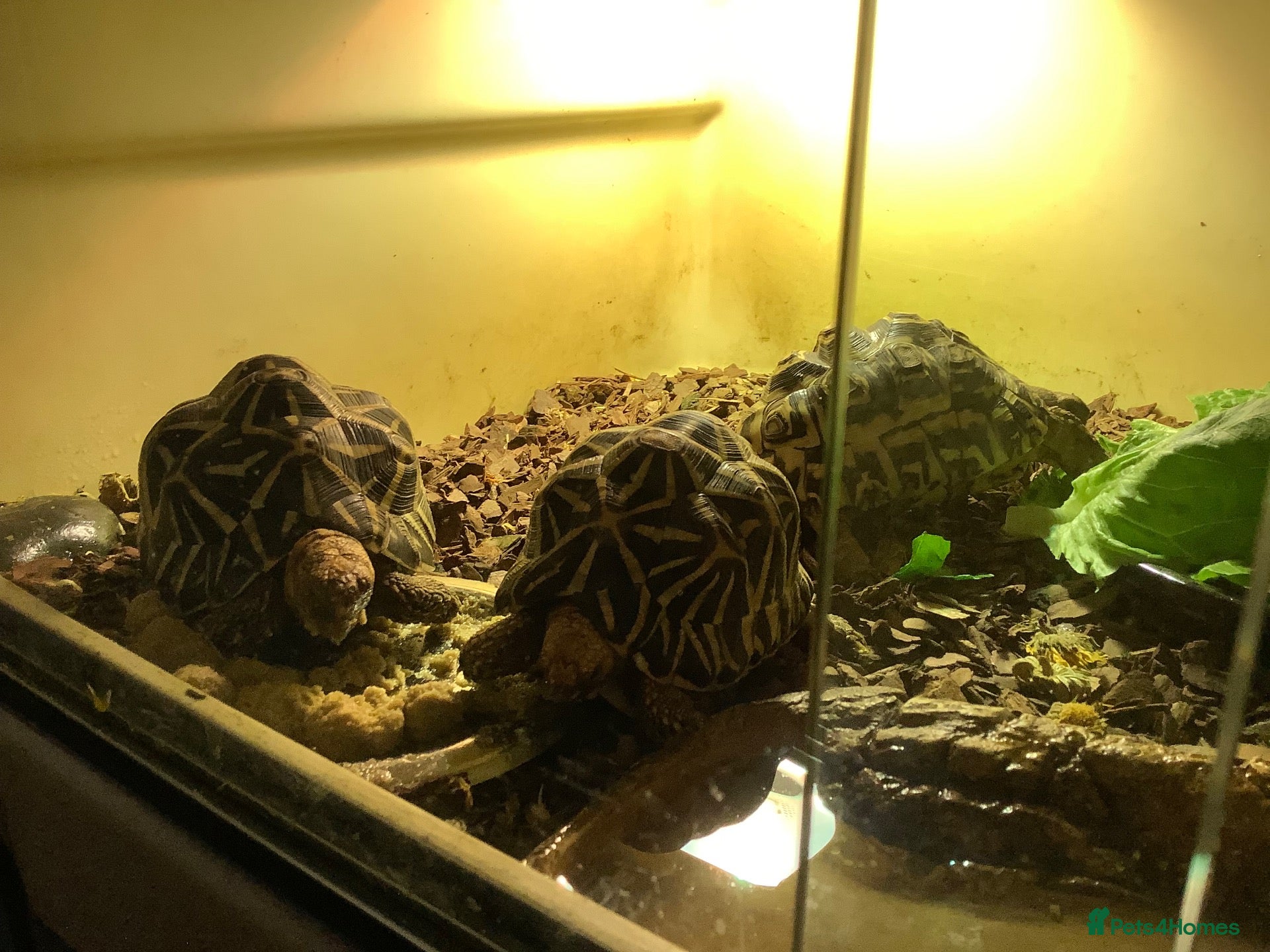 Tortoise reptiles INDIAN STAR TORTOISE - Advert 1