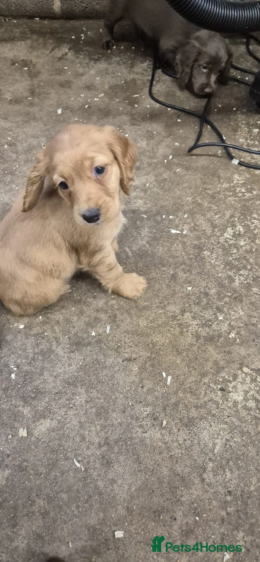 Cocker Spaniel dogs for sale: Stunning FTC Kc registered, Cocker spaniel puppies - Advert 5