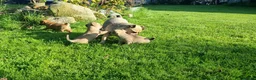 Mixed Breed dogs for sale: Gorgeous little pug mix puppies in Dungannon - Advert 4