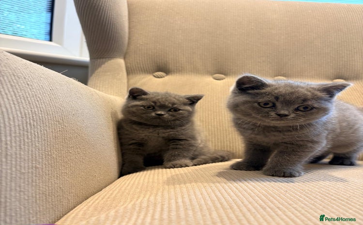 British Shorthair cats - Advert 12