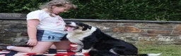 Border Collie dogs for sale: Stunning collie both inside & out. Great with kids - Advert 9
