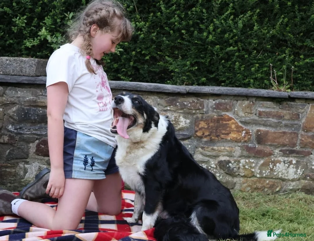 Border Collie dogs for sale: Stunning collie both inside & out. Great with kids - Advert 9