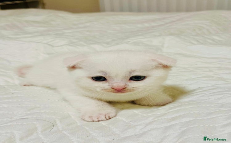 Scottish Fold cats - Advert 8