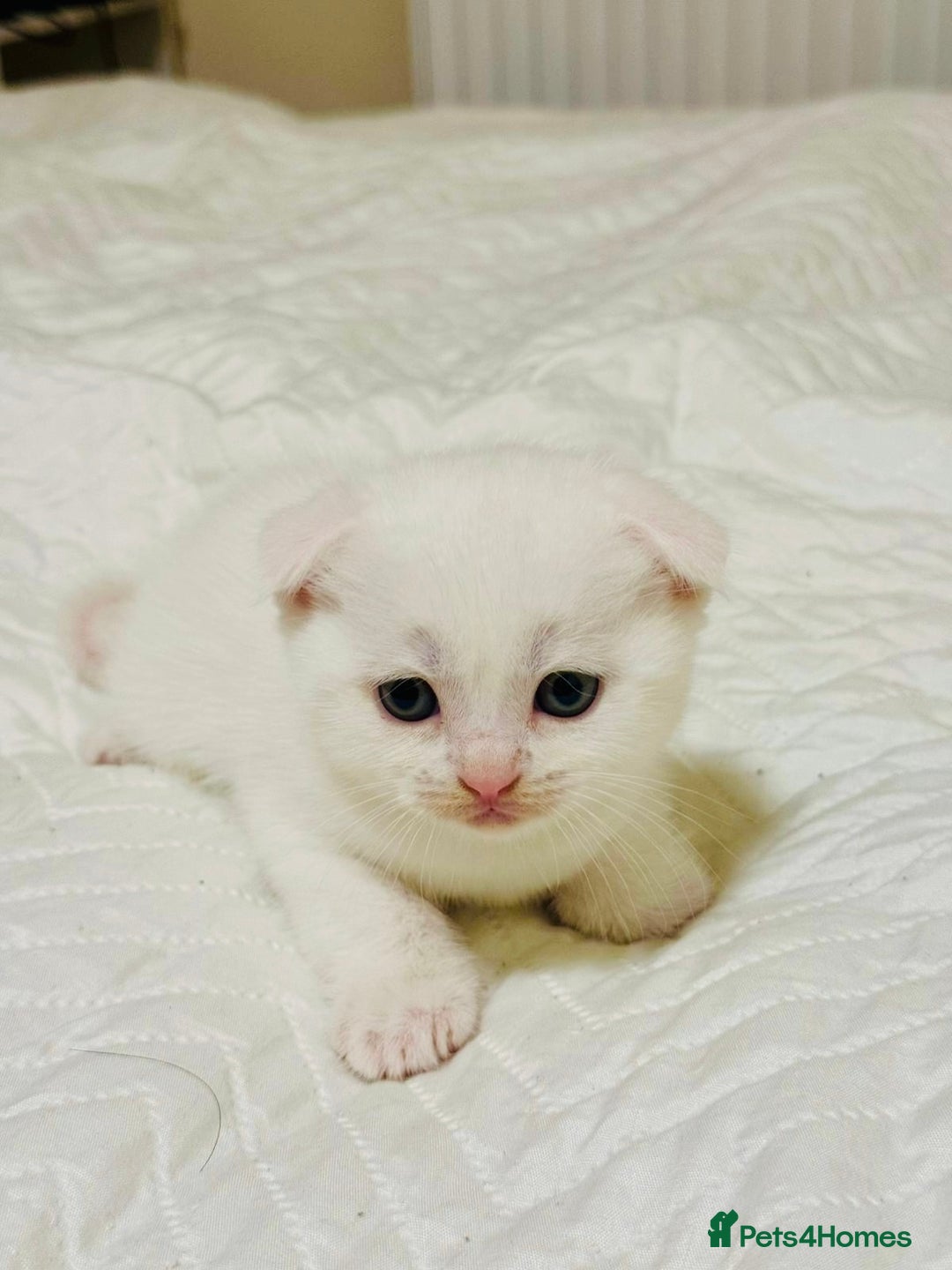 Scottish Fold cats for sale: Scottish Fold & Straight Kittens for Sale - Image 1