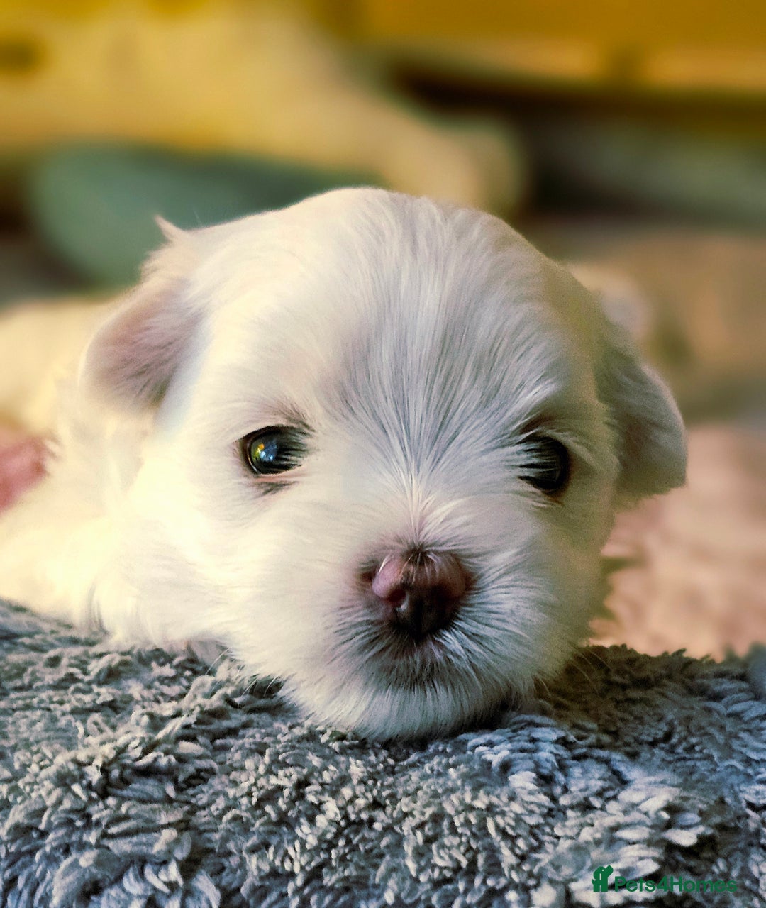 Maltese dogs for sale: Beautiful Maltese – KC, korean-Champion Bloodline - Image 11