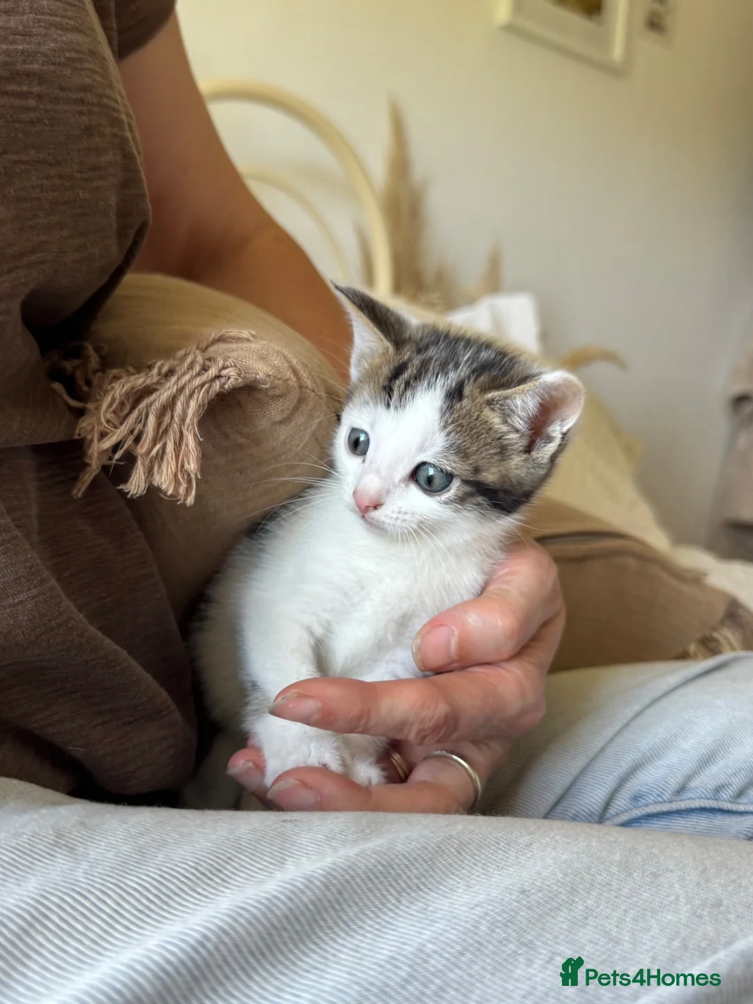 Mixed Breed cats for sale: Gorgeous British shorthair cross kittens  - Advert 6