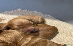 Cockapoo dogs for sale: F1 Purebed Red cockapoo 5 ⭐️ genetics & health - Image 12