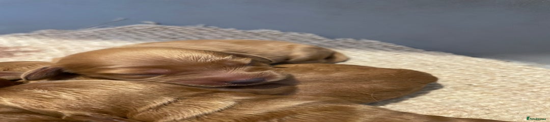 Cockapoo Puppy 9