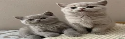 British Shorthair cats for sale: GCCF Lilac British shorthair - Advert 13