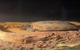 Hermann Tortoise reptiles for sale: Hermann tortoise and set up - Advert 2