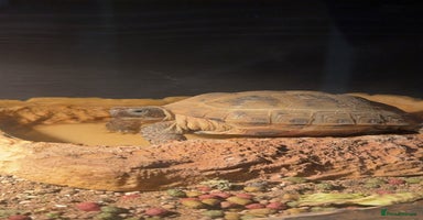 Hermann Tortoise reptiles Hermann tortoise and set up - Advert 14