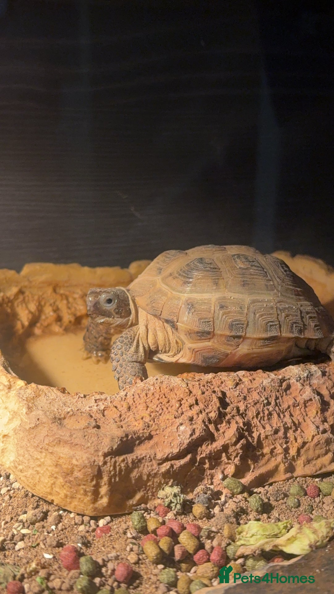 Hermann Tortoise reptiles for sale: Hermann tortoise and set up - Advert 2