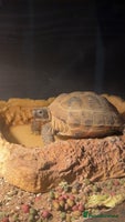 Hermann Tortoise reptiles Hermann tortoise and set up - Advert 1
