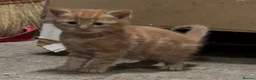 Mixed Breed cats for sale: Beautiful Fluffy Kittens - Advert 10