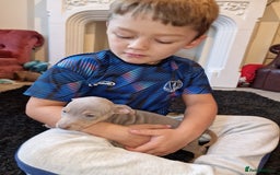 Jack Russell dogs for sale: Beautiful Muchwenlock Jack Russell puppies - Image 21