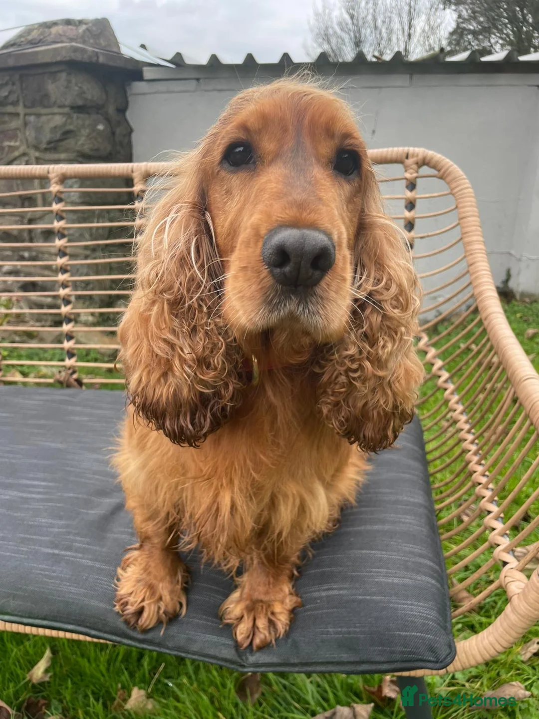 Cocker Spaniel dogs for sale: Adult girls looking for a forever home.  - Advert 1