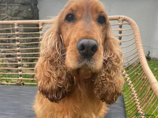 Cocker Spaniel dogs Adult girls looking for a forever home. - Advert 4
