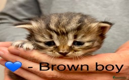 Siberian cats for sale: Hypoallergenic, fluffy, purebred healthy Siberians - Image 3