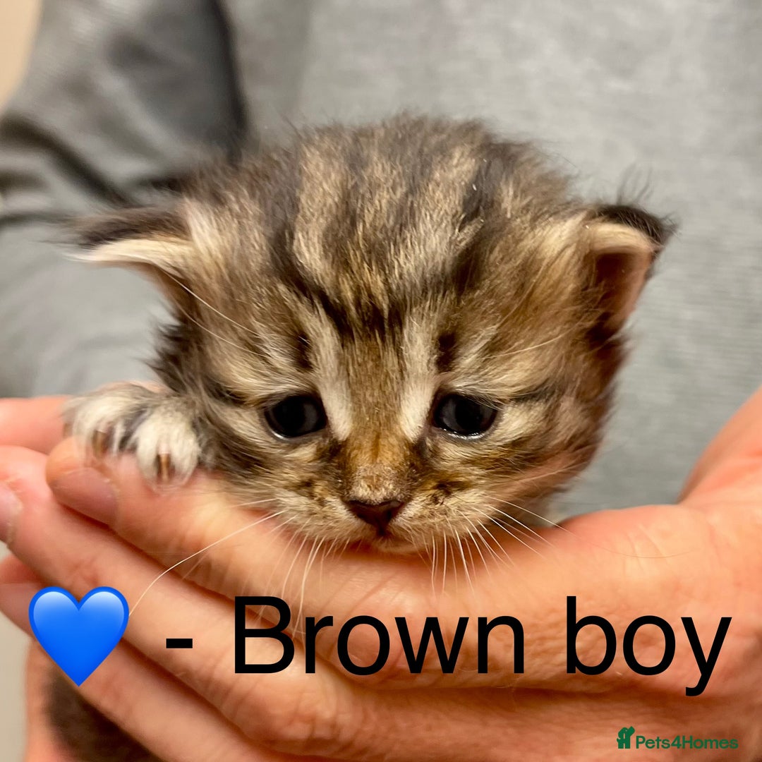 Siberian cats for sale: Hypoallergenic, fluffy, purebred healthy Siberians - Image 3
