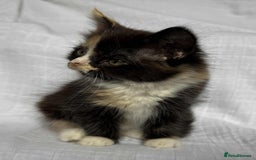 Mixed Breed cats for sale: Last black female left Turkish angora cross kitten - Image 6
