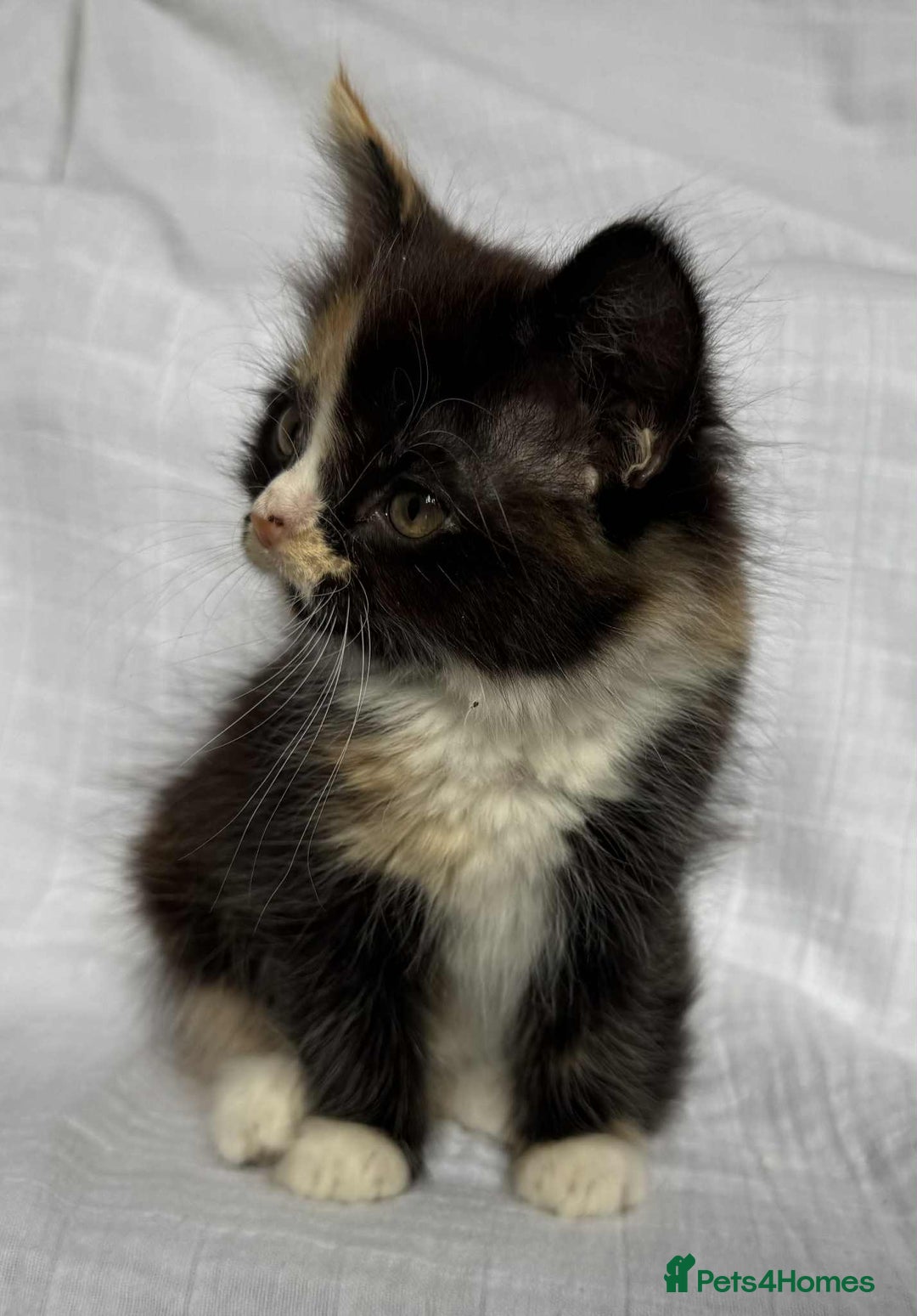 Mixed Breed cats for sale: Last black female left Turkish angora cross kitten - Image 6