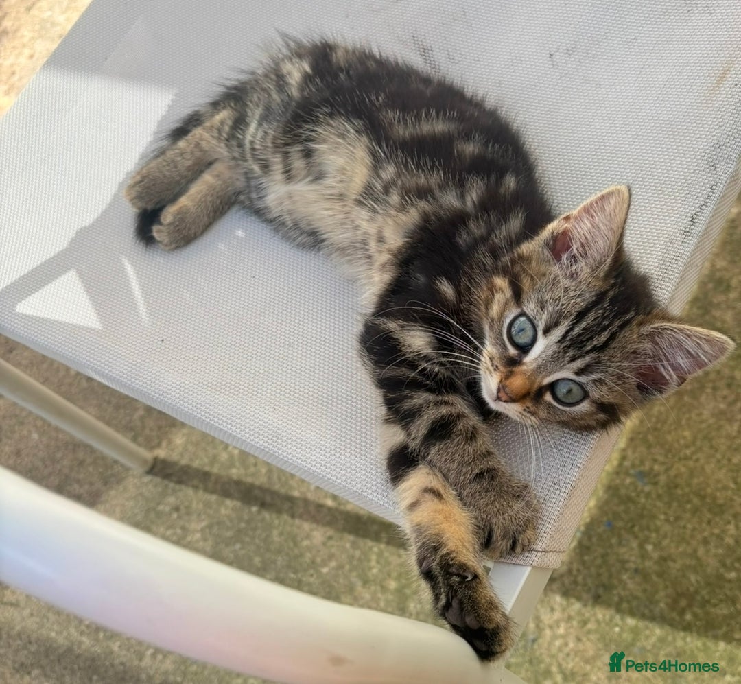 Siamese cats for sale: Siamese x kittens ***ready now ***reduced  - Image 8