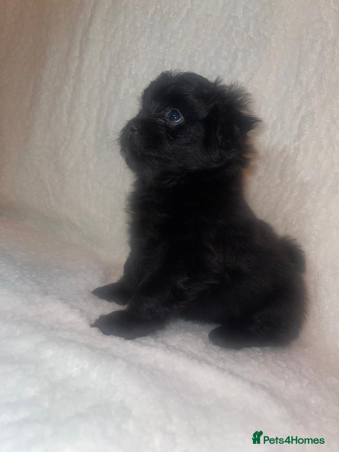 Mixed Breed dogs for sale: LaPom pups for sale Belfast - Advert 10