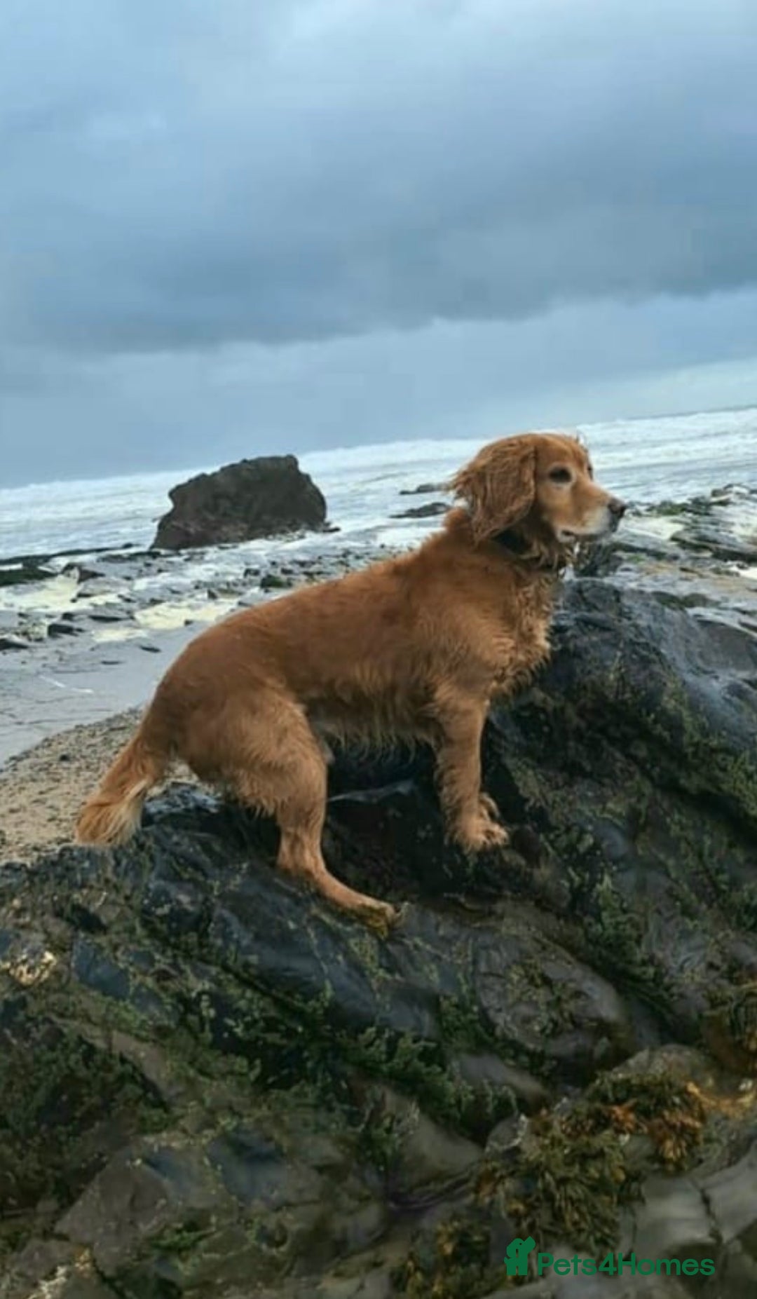 Cocker Spaniel dogs for sale: Working cocker spaniel puppy’s  - Advert 1