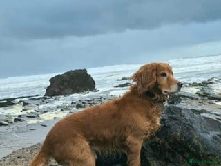 Cocker Spaniel dogs Working cocker spaniel puppy’s - Advert 1