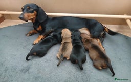 Dachshund dogs for sale: Standard Black & Tan dachshund (boy) - Image 8