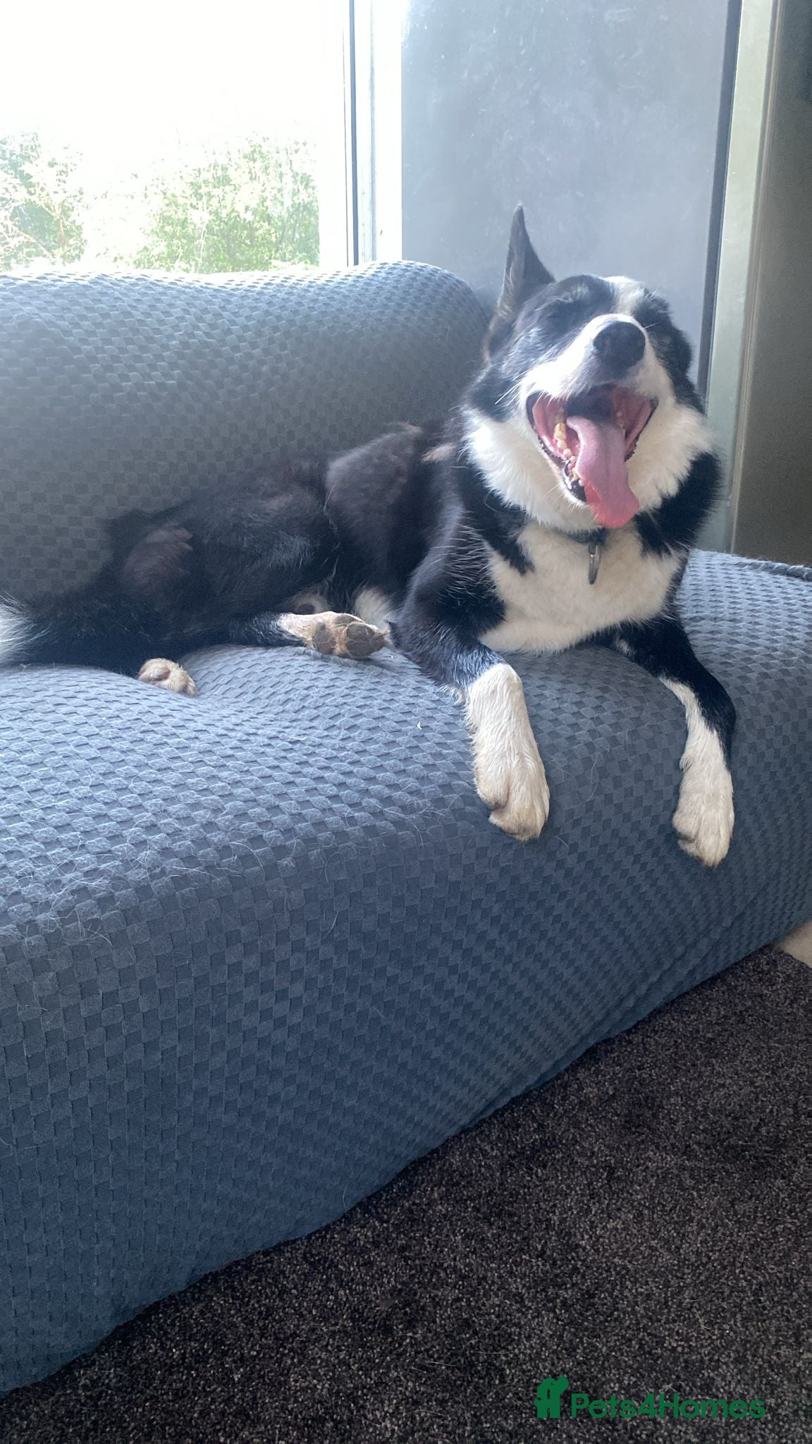 Mixed Breed dogs for sale: Border Collie Cross Pups ready for forever homes in Cairndow - Advert 26