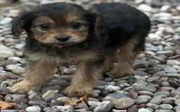 Mixed Breed dogs for sale: Lakeypoos Ready Now  - Image 9