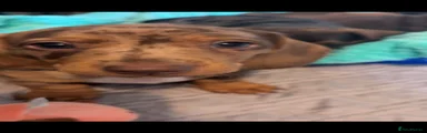 Dachshund Puppy 1