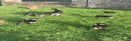 Border Collie dogs for sale: Adorable border collies looking for forever home - Advert 4
