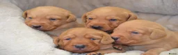 Labrador Retriever dogs for sale: Chunky Fox Red Labrador Puppies  - Advert 10