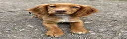 Cocker Spaniel dogs for sale: Advanced trained cocker spaniel  - Advert 1