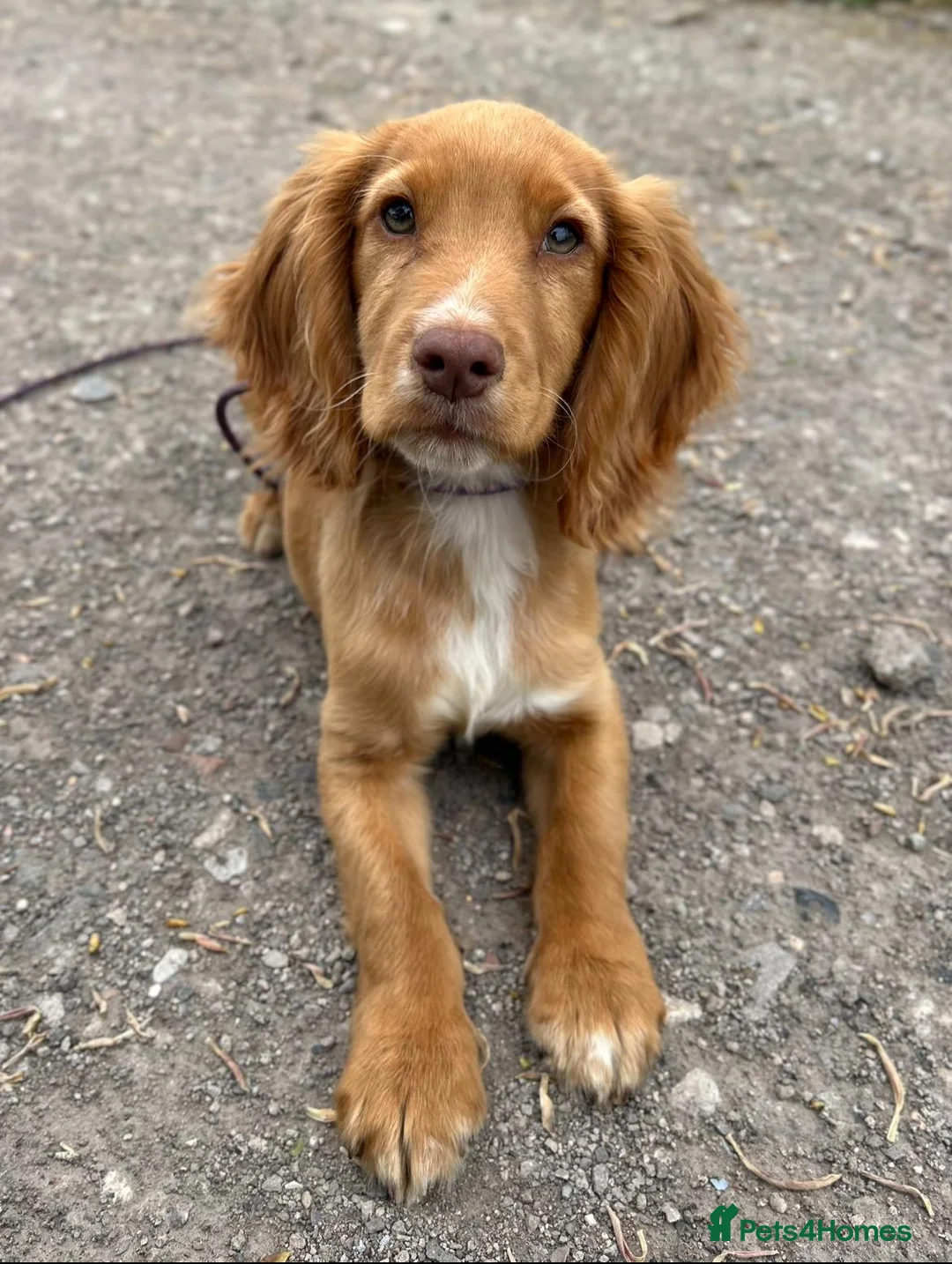 Cocker Spaniel dogs for sale: Advanced trained cocker spaniel  - Advert 1
